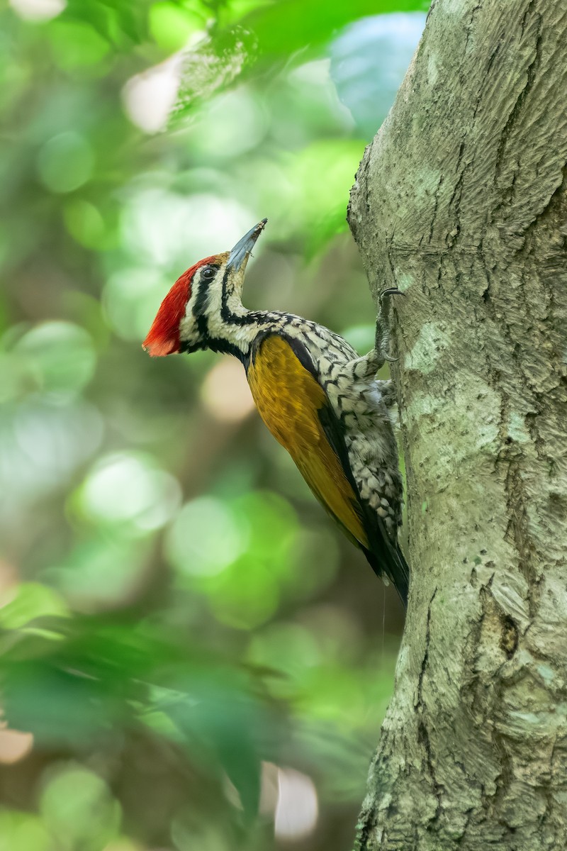 Common Flameback - ML644158417