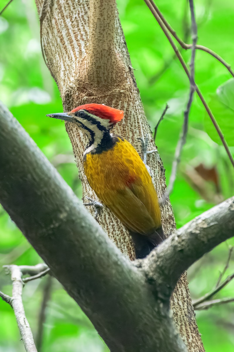 Common Flameback - ML644158418