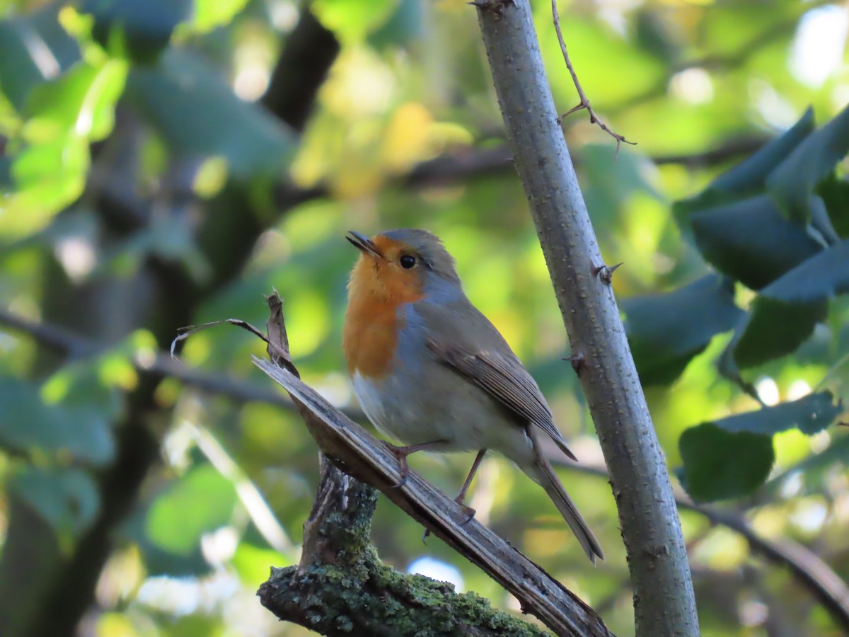 European Robin - ML644158427