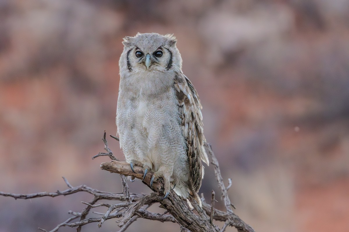 Verreaux's Eagle-Owl - ML644158428