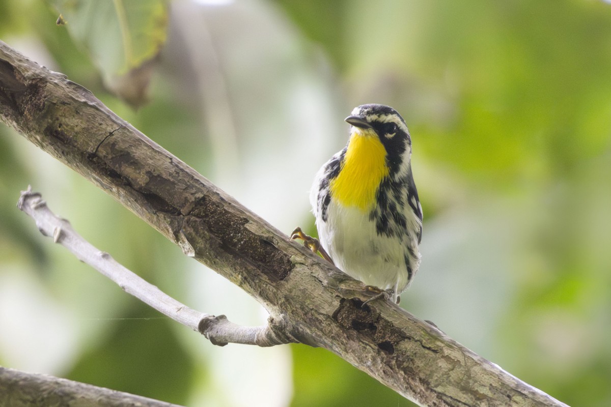 Yellow-throated Warbler - ML644158444