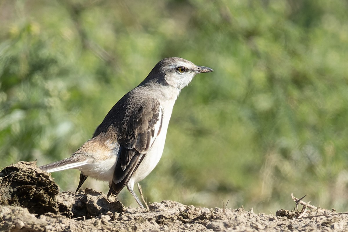 White-banded Mockingbird - ML644158450