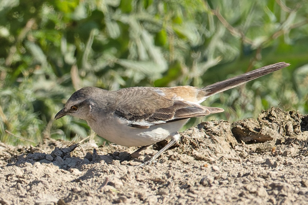 White-banded Mockingbird - ML644158451