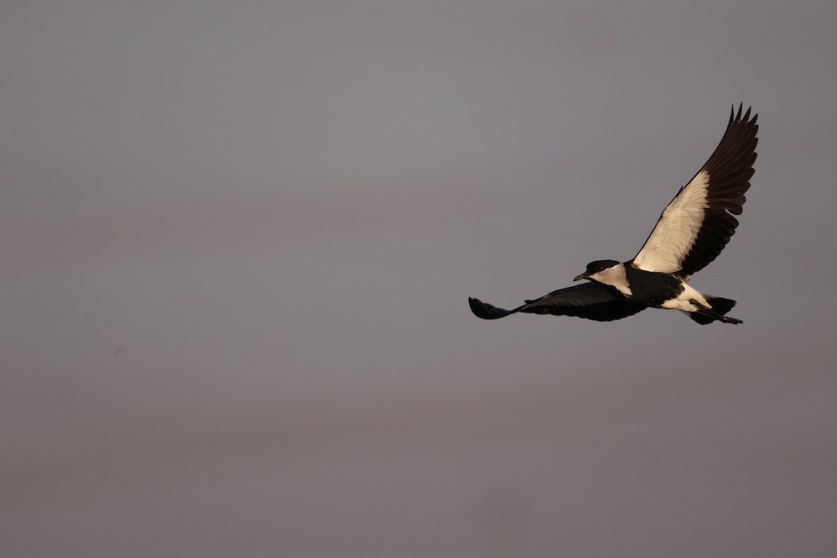 Vanneau à éperons - ML644158455