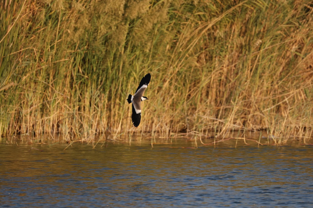 Vanneau à éperons - ML644158456