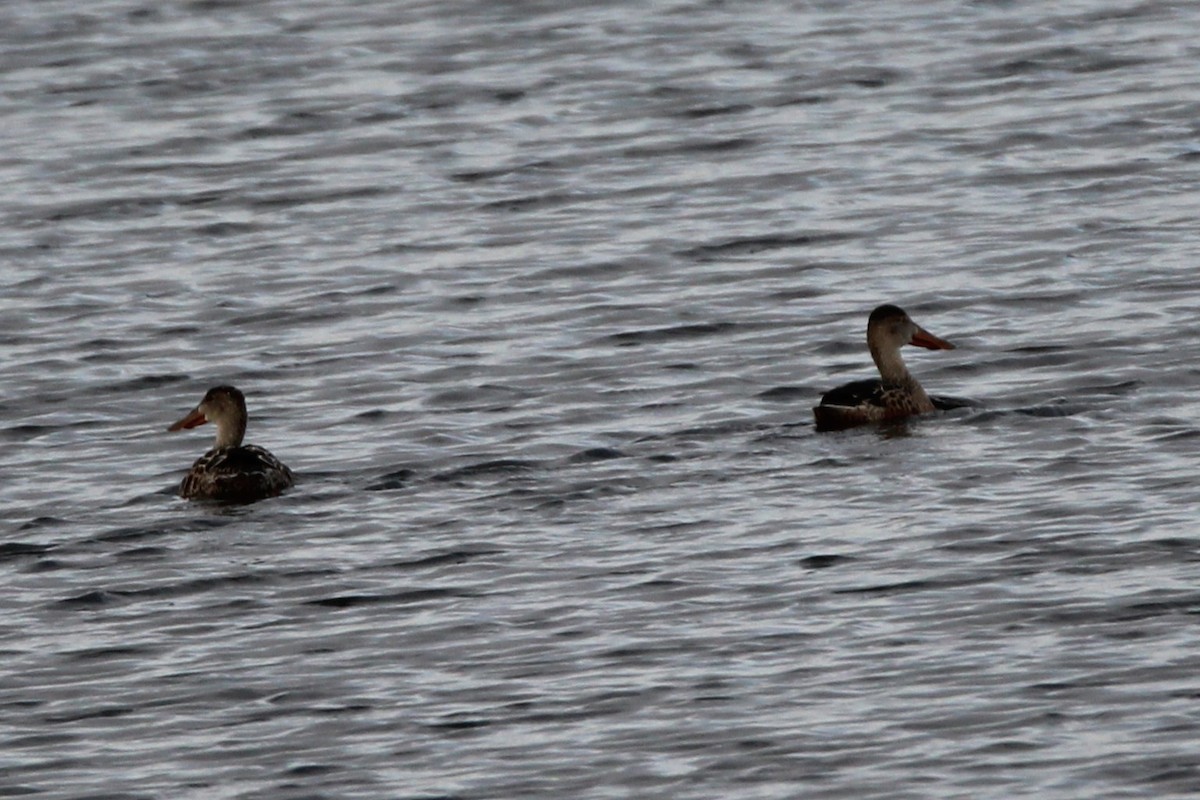 Халбага нугас - ML644158463