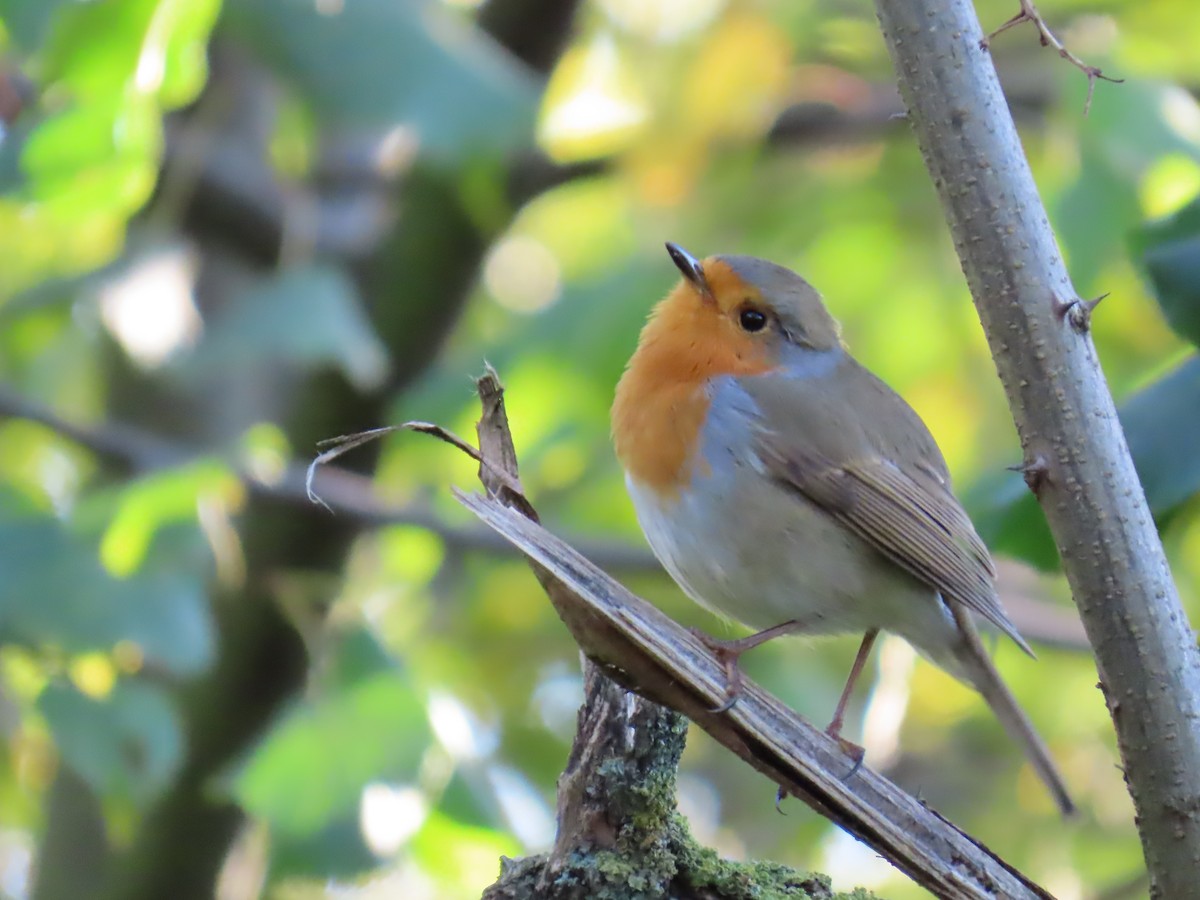 European Robin - ML644158471