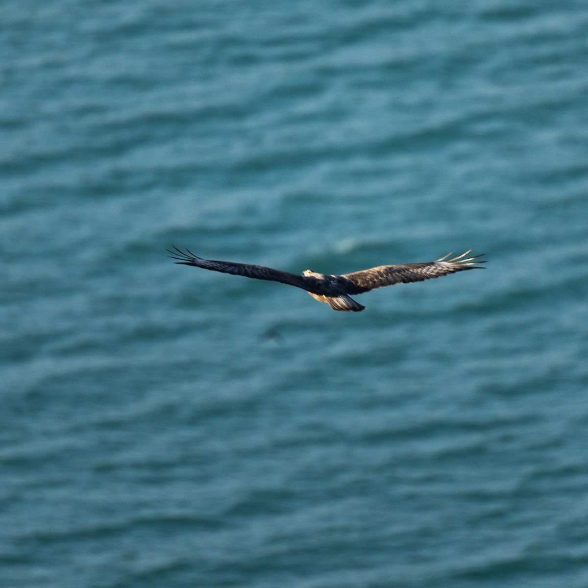 ニシオオノスリ - ML644158479