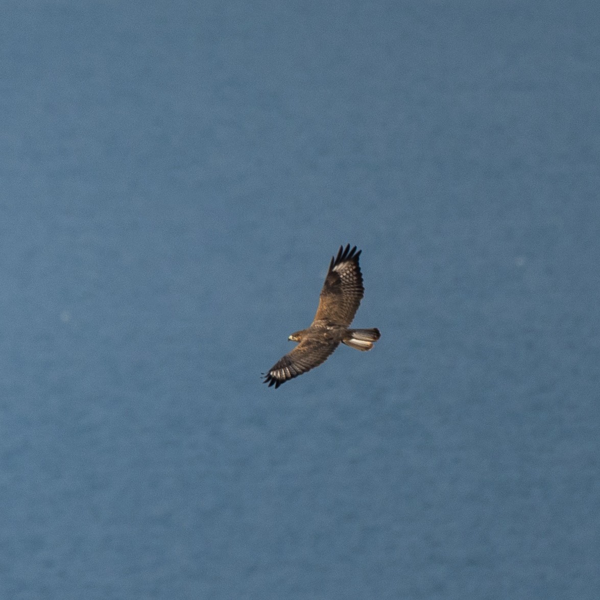 ニシオオノスリ - ML644158480