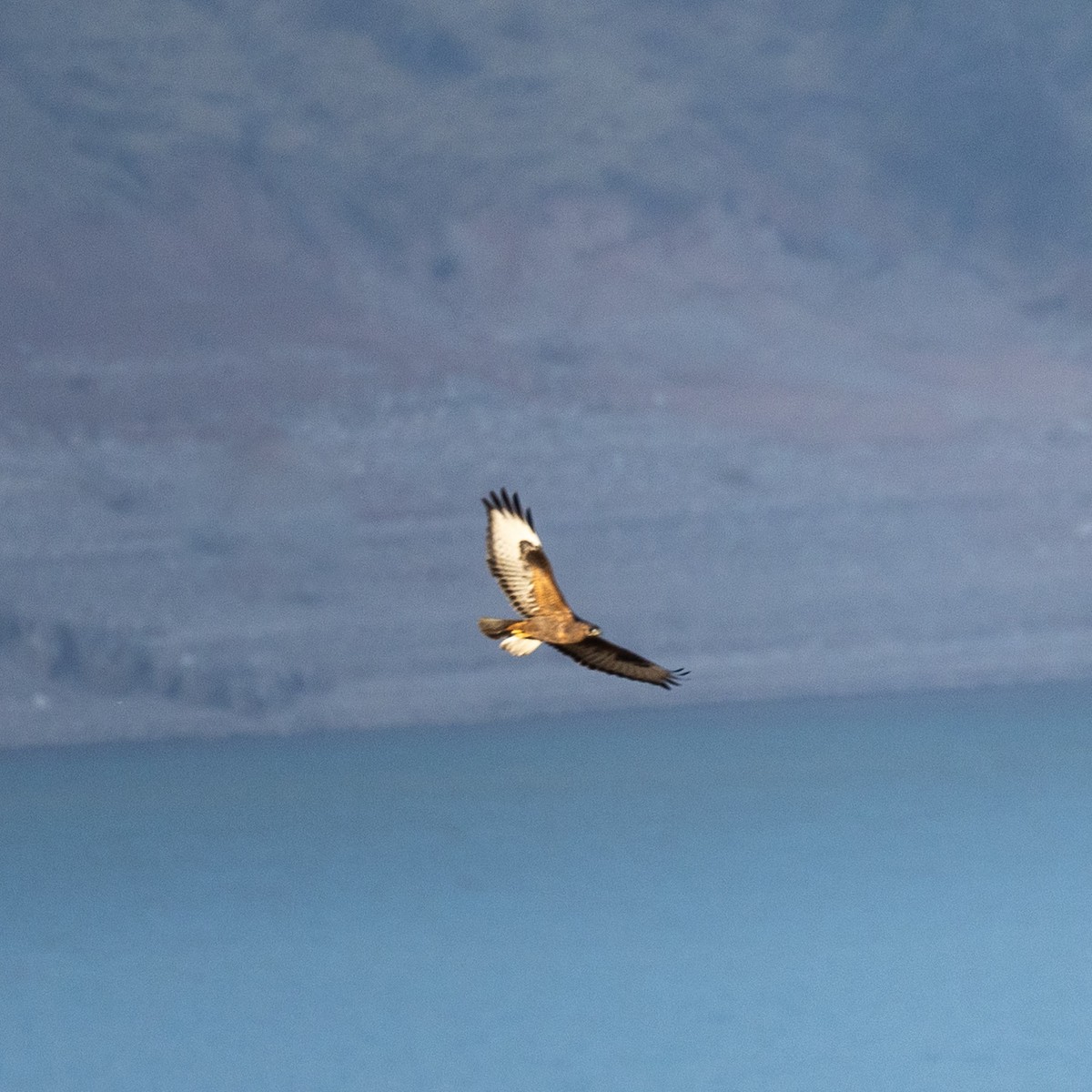 ニシオオノスリ - ML644158481