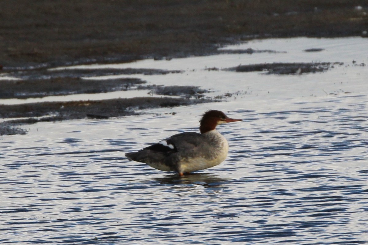 Хумхин бохио - ML644158482