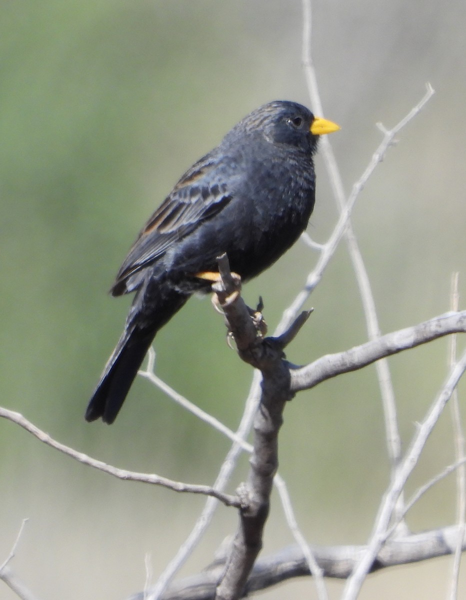Carbonated Sierra Finch - ML644158506