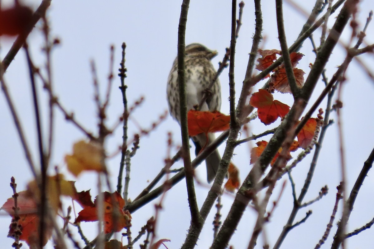 hýl nachový - ML644158512