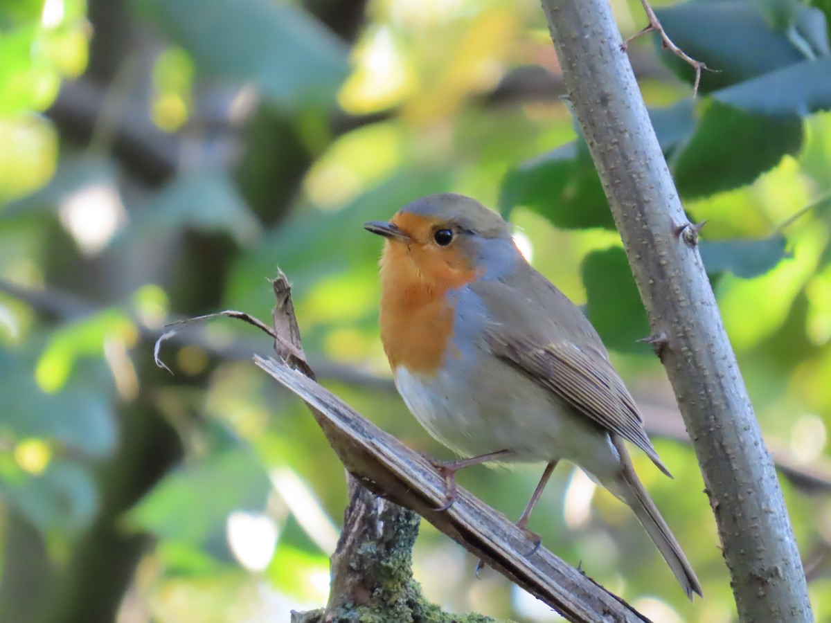 European Robin - ML644158515