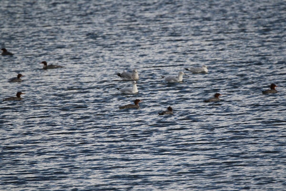 Хумхин бохио - ML644158516