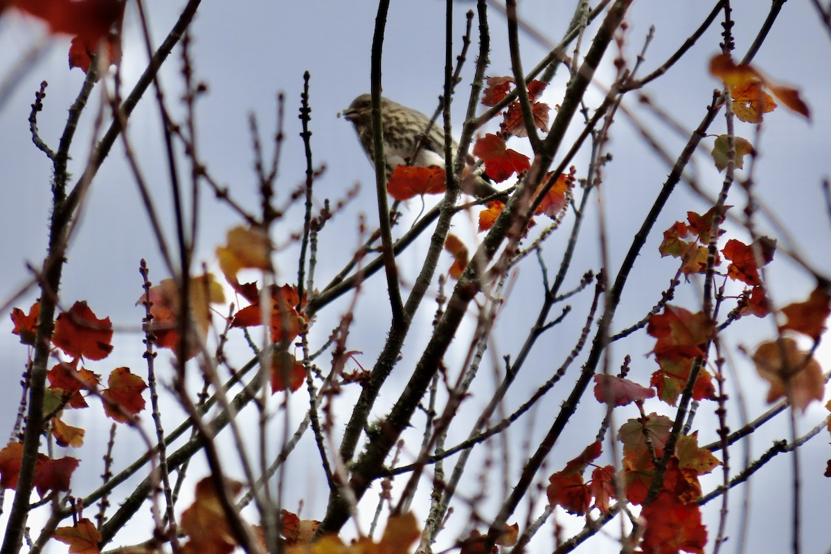 hýl nachový - ML644158523