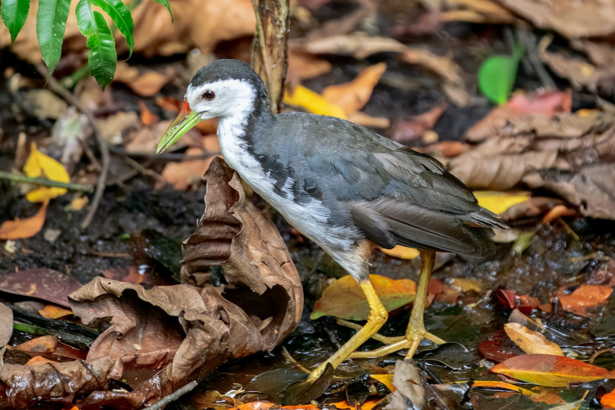 White-breasted Waterhen - ML644158525