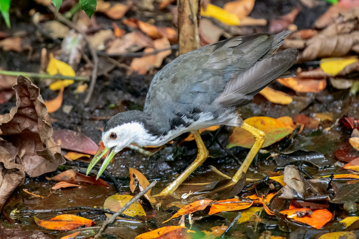 White-breasted Waterhen - ML644158526