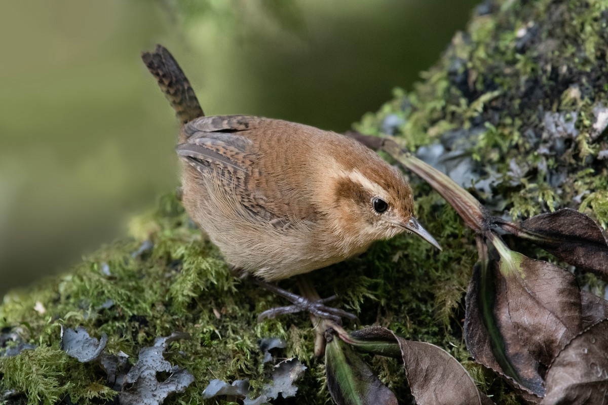 Mountain Wren - ML644158536