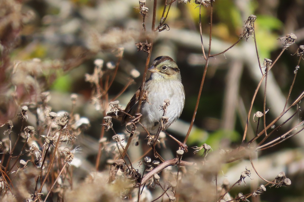 Swamp Sparrow - ML644158539