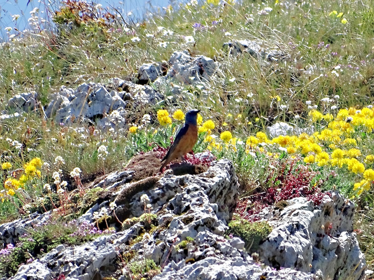Rufous-tailed Rock-Thrush - ML644158547