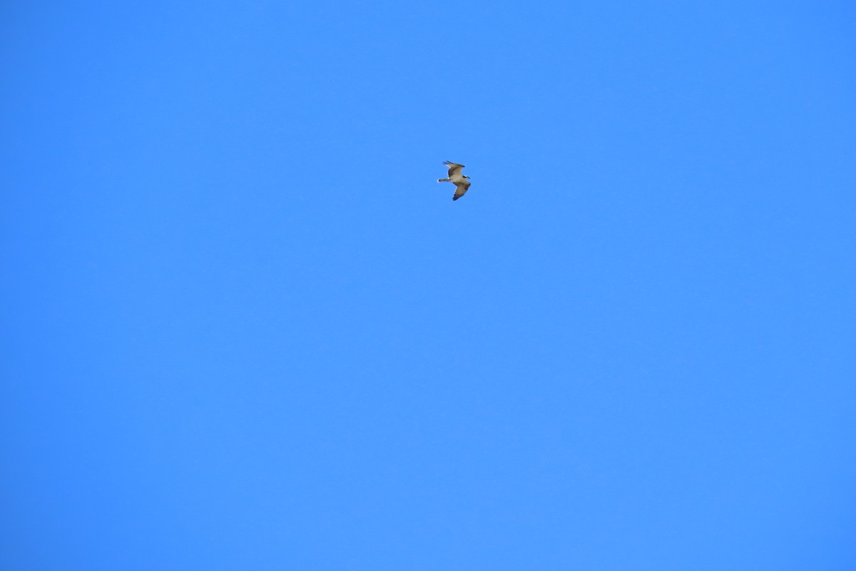 orlovec říční - ML644158555