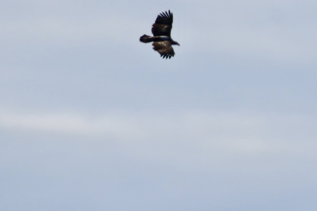 orel bělohlavý - ML644158563