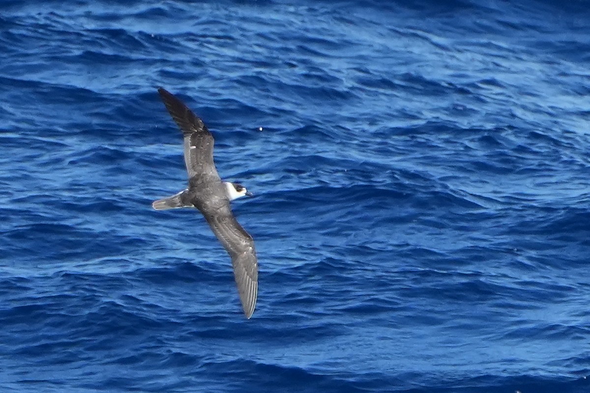 White-necked Petrel - ML644158567