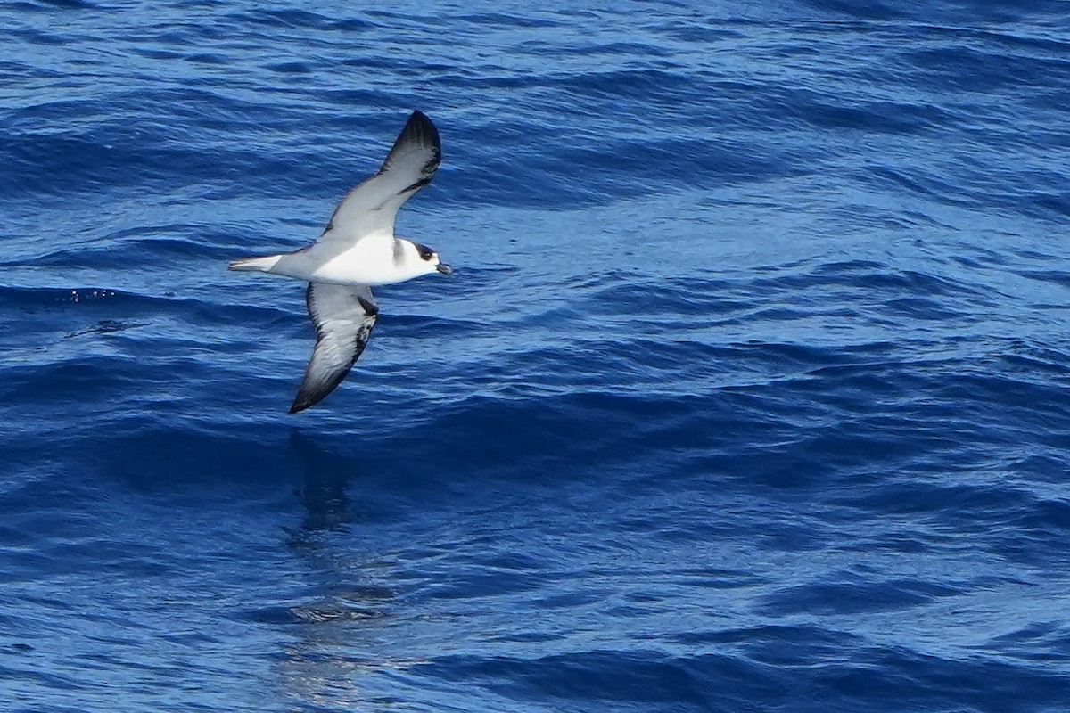 White-necked Petrel - ML644158568