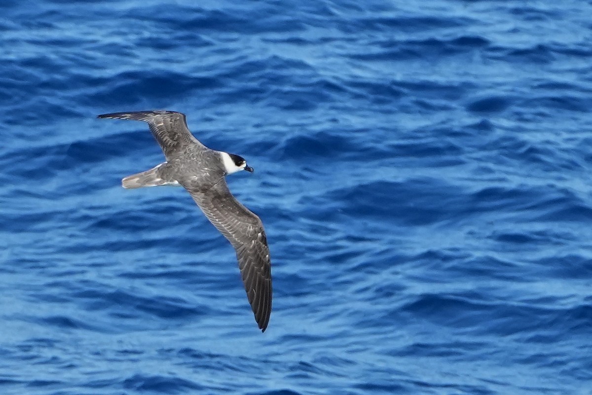White-necked Petrel - ML644158569