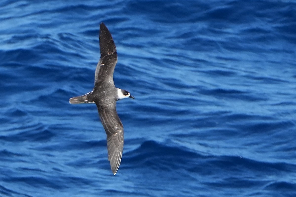 White-necked Petrel - ML644158570