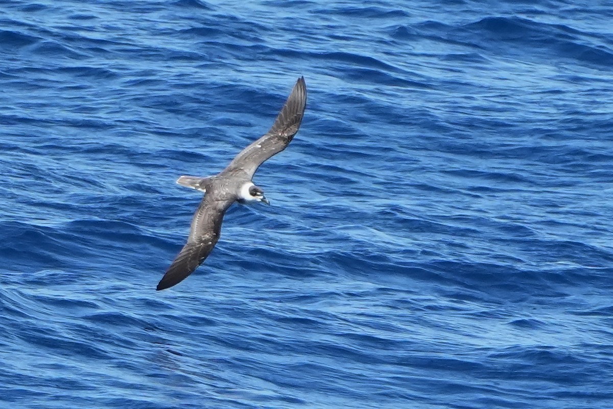 White-necked Petrel - ML644158571