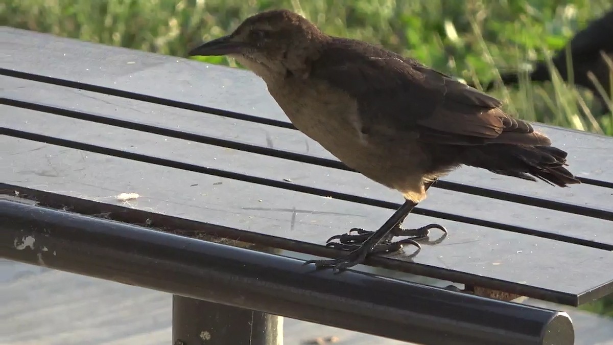 Great-tailed Grackle - ML644158581