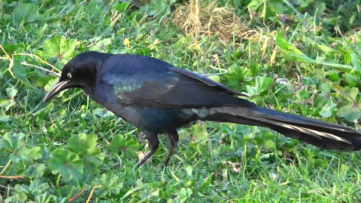 Great-tailed Grackle - ML644158582