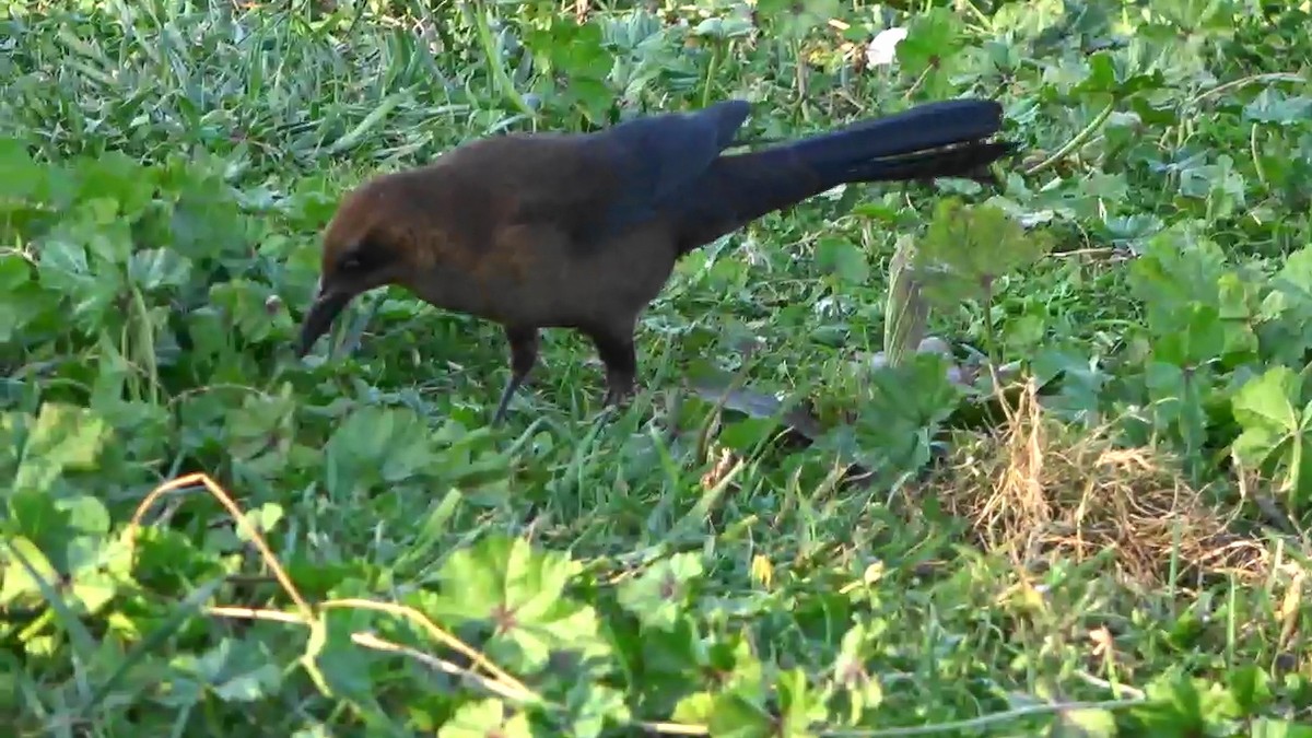 Great-tailed Grackle - ML644158583