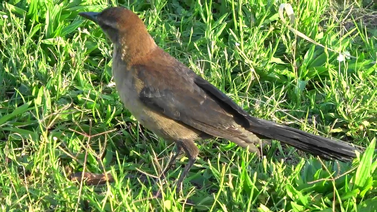 Great-tailed Grackle - ML644158584