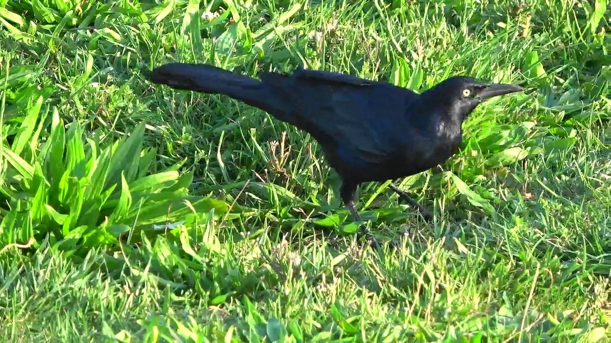 Great-tailed Grackle - ML644158585