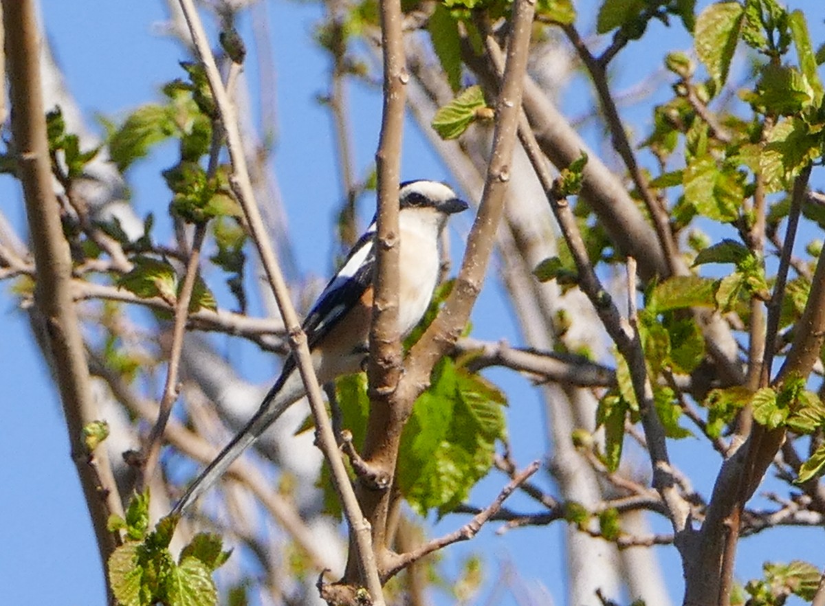 Masked Shrike - ML644158588
