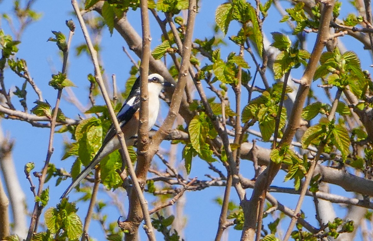 Masked Shrike - ML644158589
