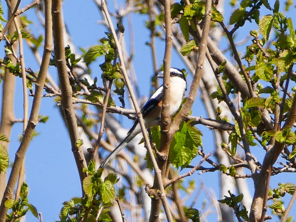 Masked Shrike - ML644158590