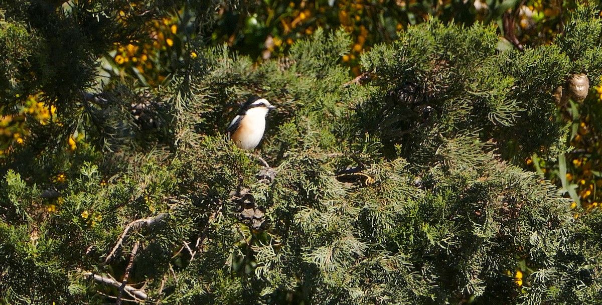 Masked Shrike - ML644158591