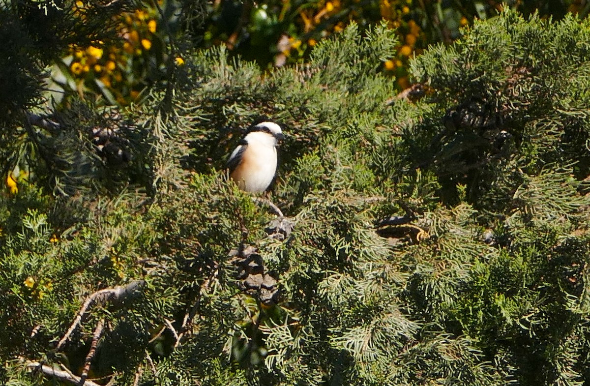 Masked Shrike - ML644158592