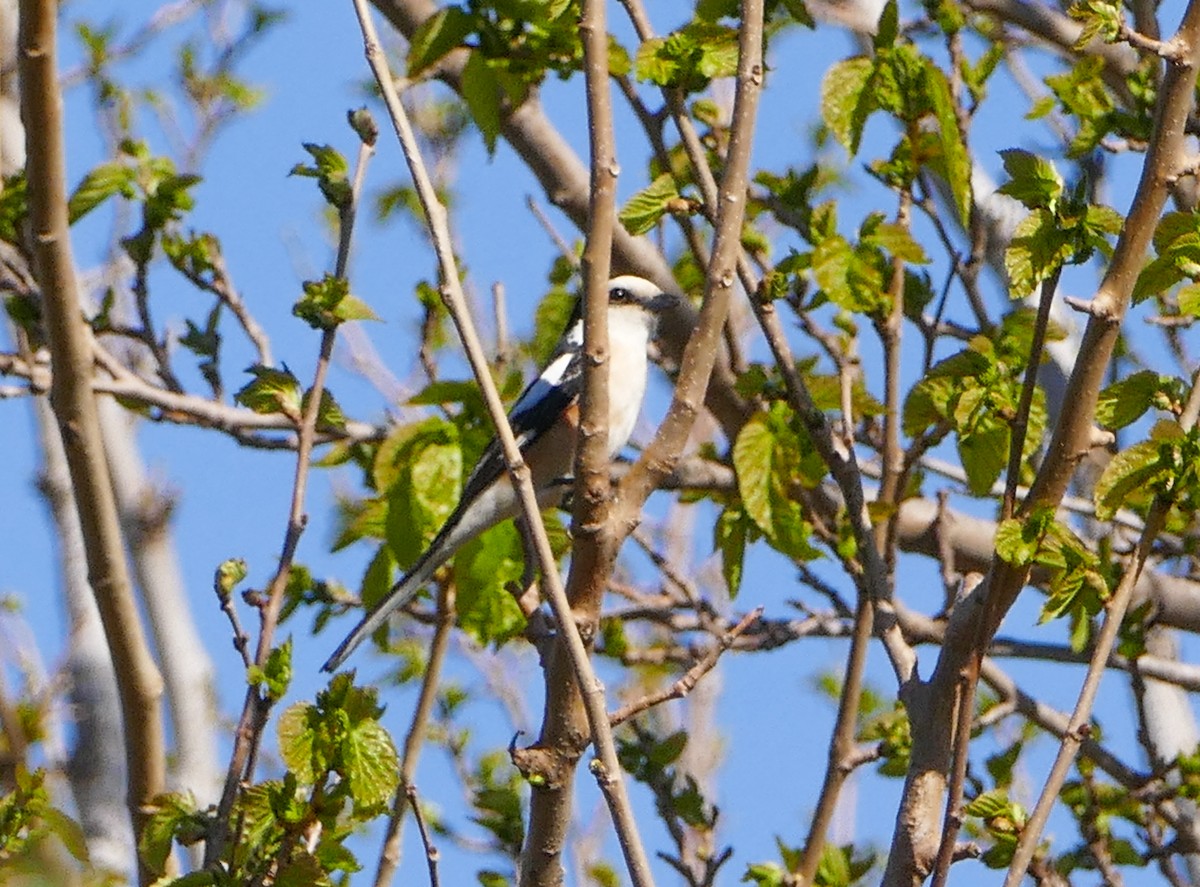 Masked Shrike - ML644158593