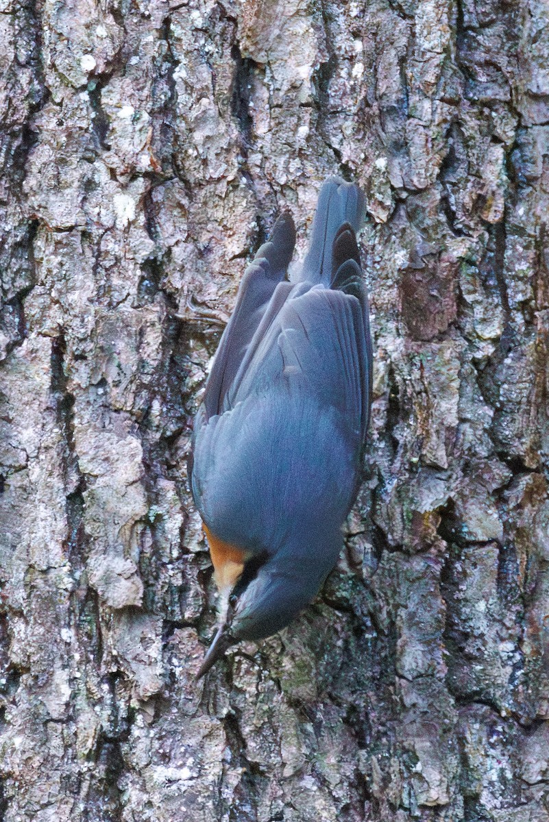 Eurasian Nuthatch (Western) - ML644158597