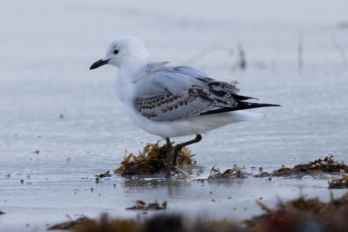 Mouette argentée - ML644158599