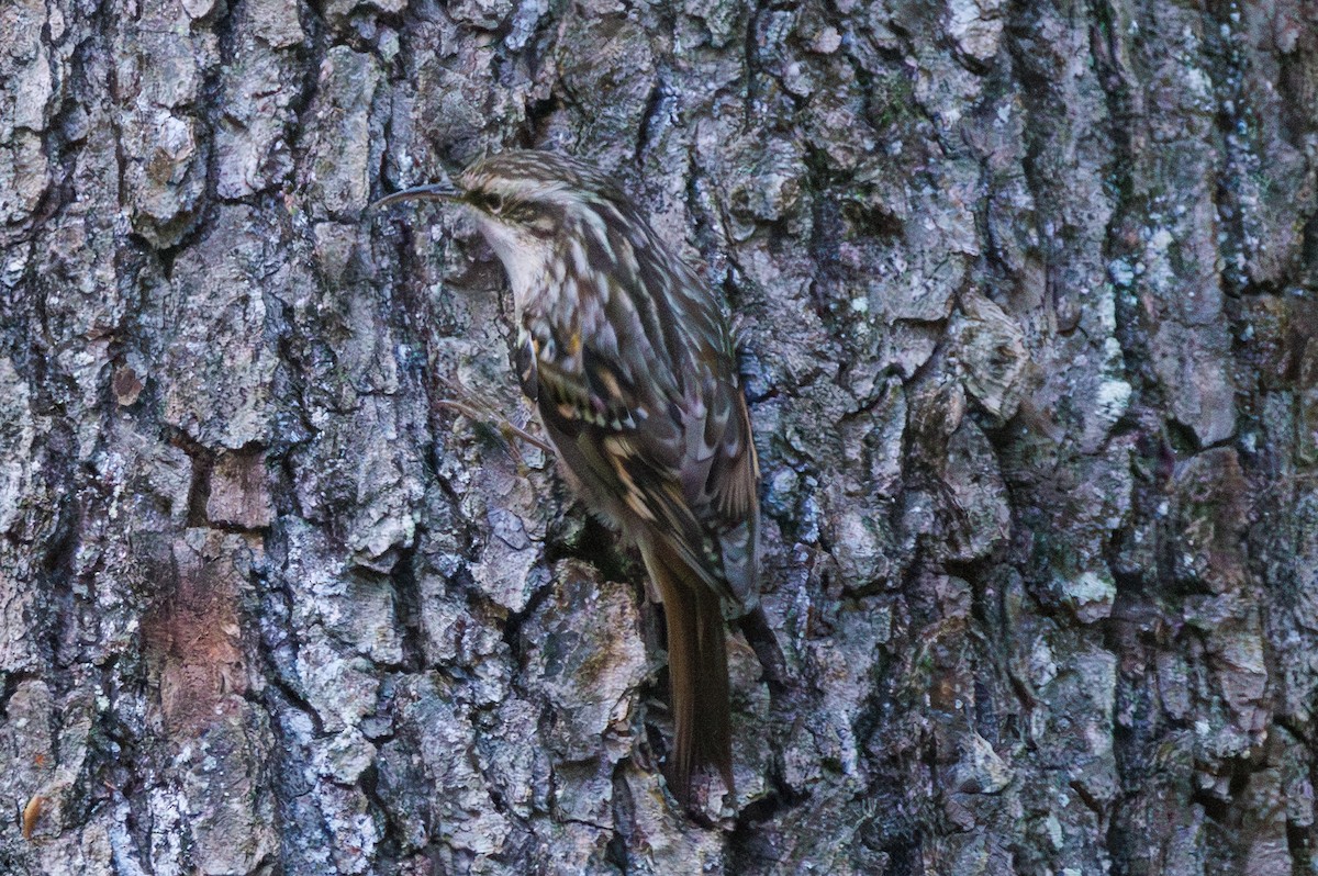 Short-toed Treecreeper - ML644158601