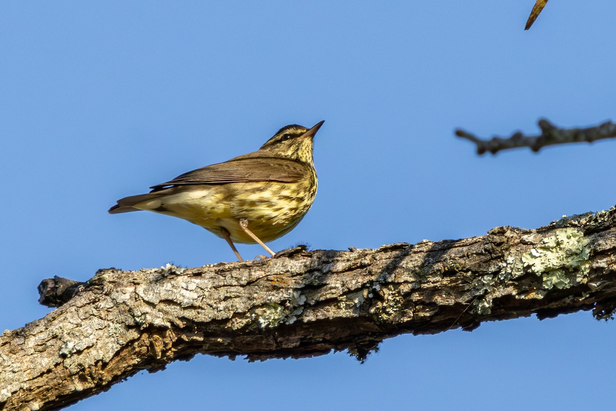 Northern Waterthrush - ML644158611