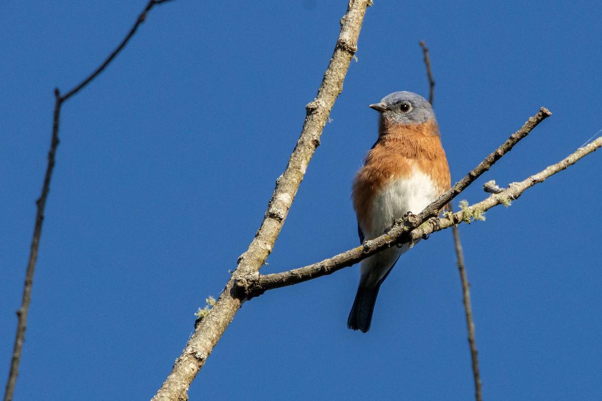 Eastern Bluebird - ML644158618