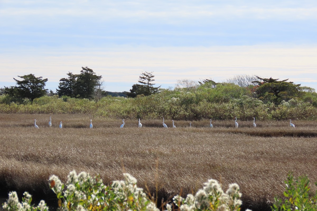 volavka bílá - ML644158625