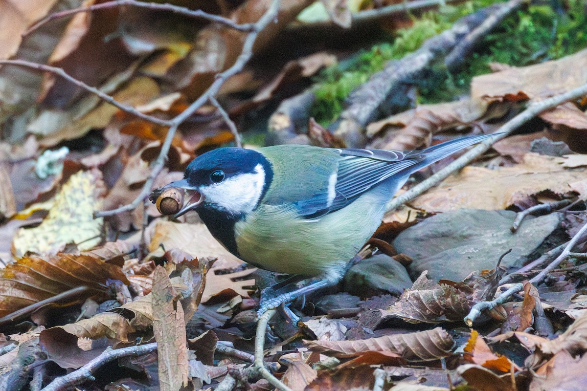 Great Tit (Great) - ML644158629